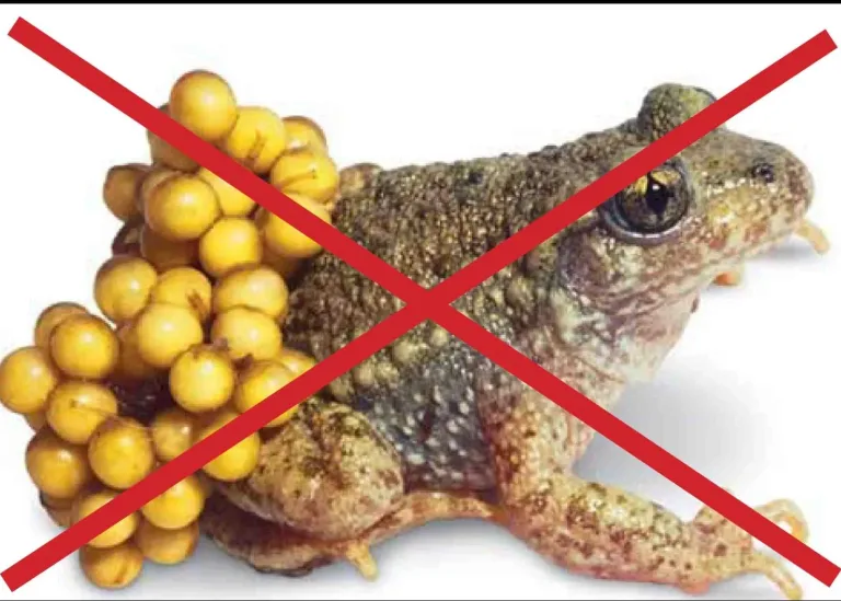 3 mẹ con nhập viện vì ăn thịt, trứng cóc