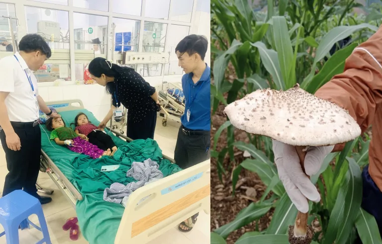 8 người trong một gia đình nhập viện nghi do ăn phải nấm độc